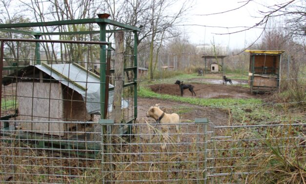 Kutyaviadalokat szerveztek, letöltendő börtönt kaptak