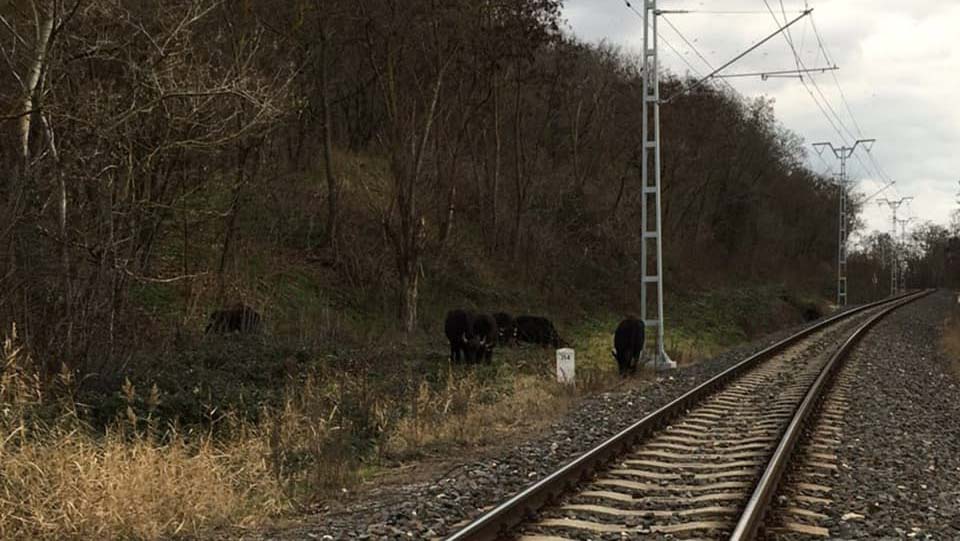 Elszökött állatok okozhattak volna zűrzavart a vasúti síneken a Balatonnál – szerencsére hamar meglelték a rendőrök a hat fekete bivaly gazdáját