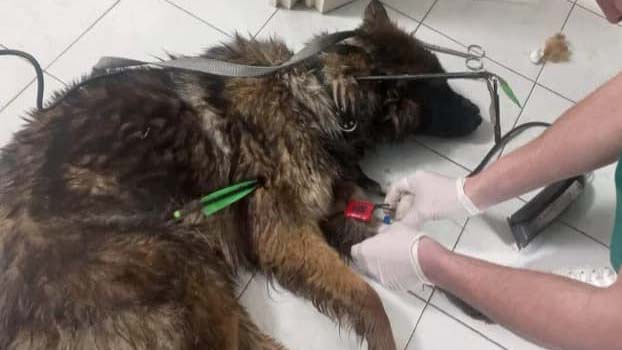 Megdöbbentő bántalmazás, átlőttek egy pár hónapos kiskutyát Sárospatak mellett, jutalmat ajánlottak fel annak, aki segít megtalálni a brutális elkövetőt