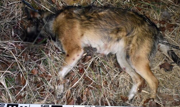 Ismerősével üttette agyon kutyáját egy nő Darányban, ezer forintot adott neki, hogy végezzel az ebbel