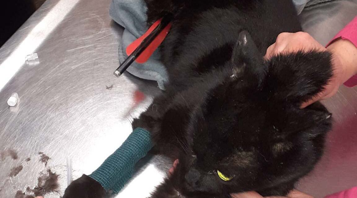Kegyetlenség Várpalotán: nyílvesszővel lőttek át egy macskát, a tűzoltók mentették ki egy vízelvezető csőből