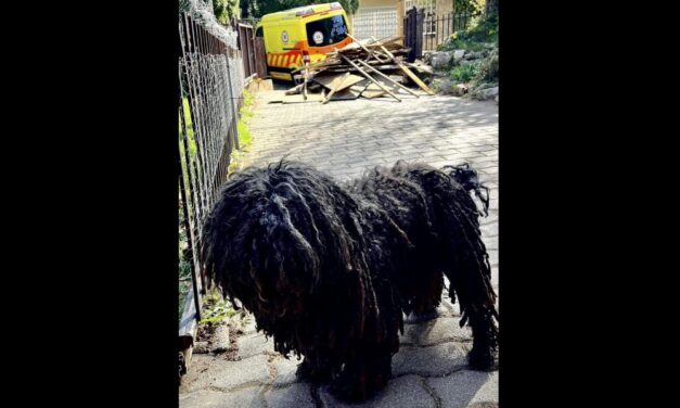 „Napok óta tudtam, Editnek jobb lesz így”- felesége halálhíre miatt lett rosszul a nagymarosi férfi, pulija segített a mentőknek