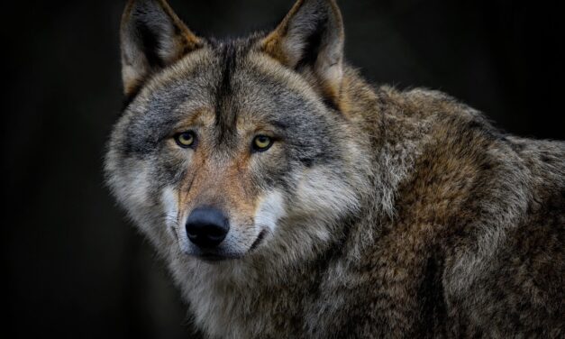 Népharag zúdul a farkast kilövő vadászra, egy ország szégyenkezik miatta