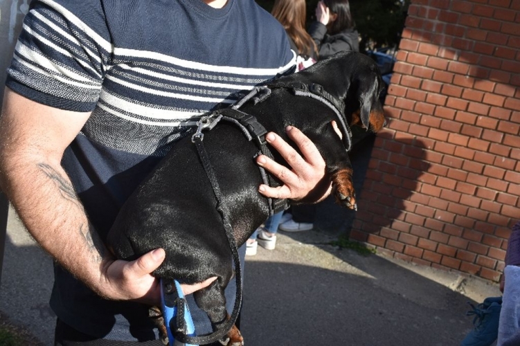 Kutyáikat sétáltató párt gázoltak el Győrben – fotók a helyszínről