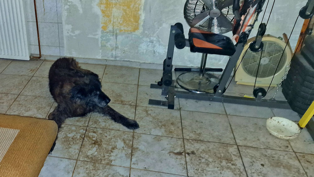 Döbbenetes körülmények közt tartottak egy haldokló, rákos kutyát a fővárosi pincében, állatvédők mentették ki