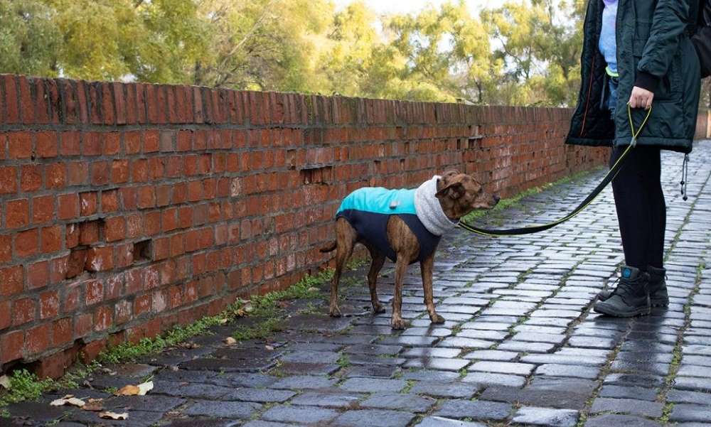 Szöges virsliket és mérget találtak több budapesti kutyafuttatóban