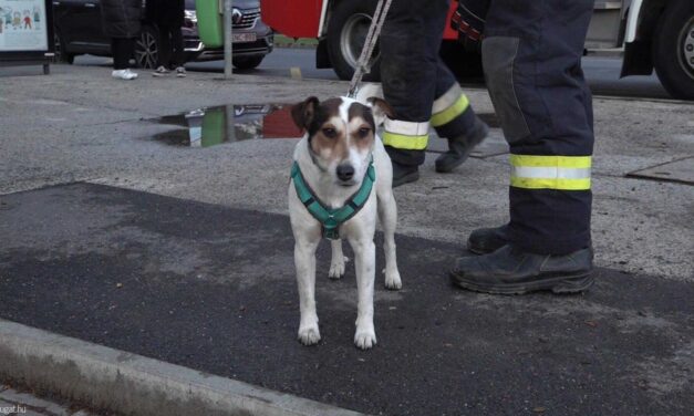 Kalandos rokonlátogatás: híd alatti üregbe szorult a budapesti kutya, a szombathelyi tűzoltók mentették ki az elszabadult állatot