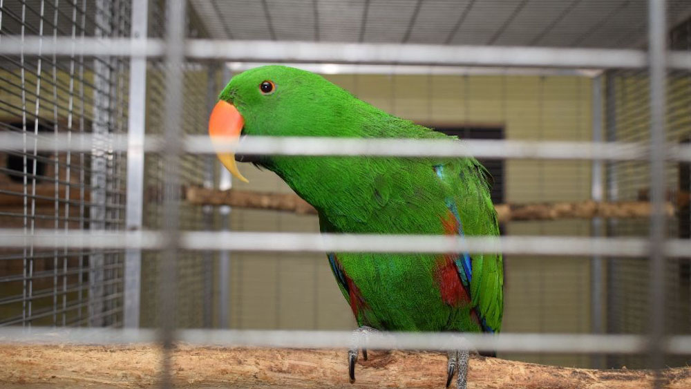 Hobbiból gyűjtött egzotikus, védett madarakat egy gyulai férfi, hamarosan bíróság elé állítják