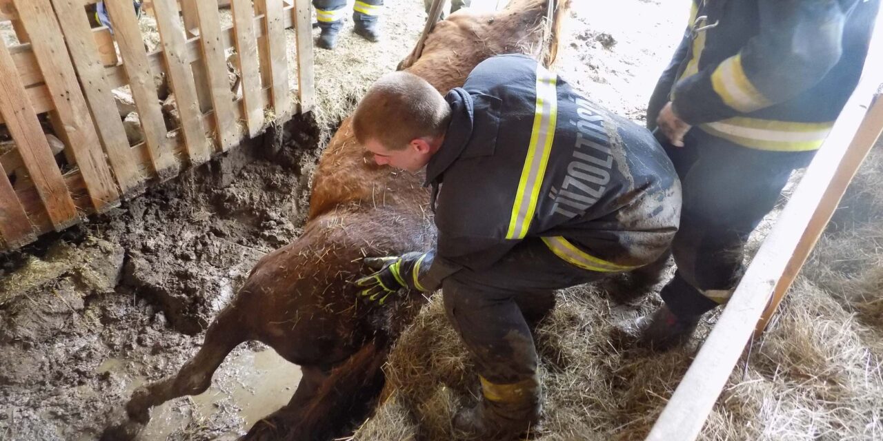„Kemény munka, sikeres manőver” – bravúros állatmentés, munkagép segítségével szabadítottak ki egy lovat az aknából Zalában