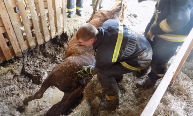 „Kemény munka, sikeres manőver” – bravúros állatmentés, munkagép segítségével szabadítottak ki egy lovat az aknából Zalában