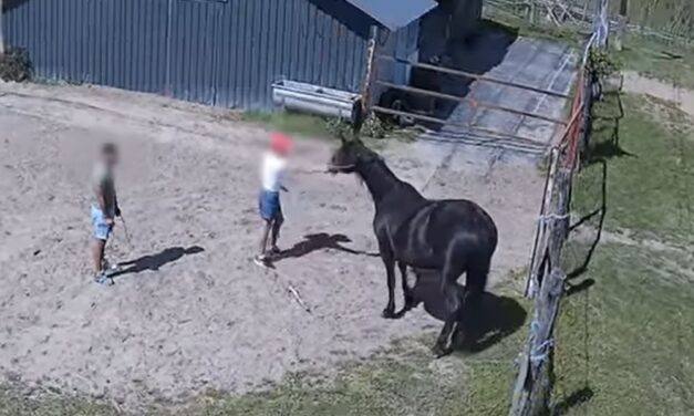 Kétszer is elloptak egy lovat a Nógrád vármegyei “cowboyok”, a fiatalok pechjére mindent felvett a kamera – VIDEÓ