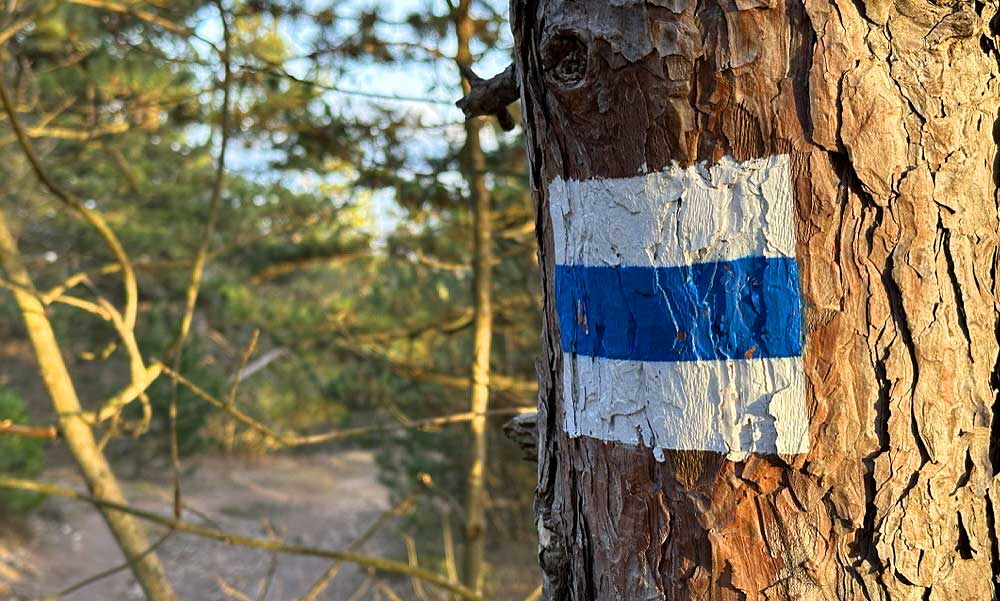 Bravúros életmentés az erdőben: túrázás közben kapott szívrohamot egy férfi, csoda, ahogy megmenekült