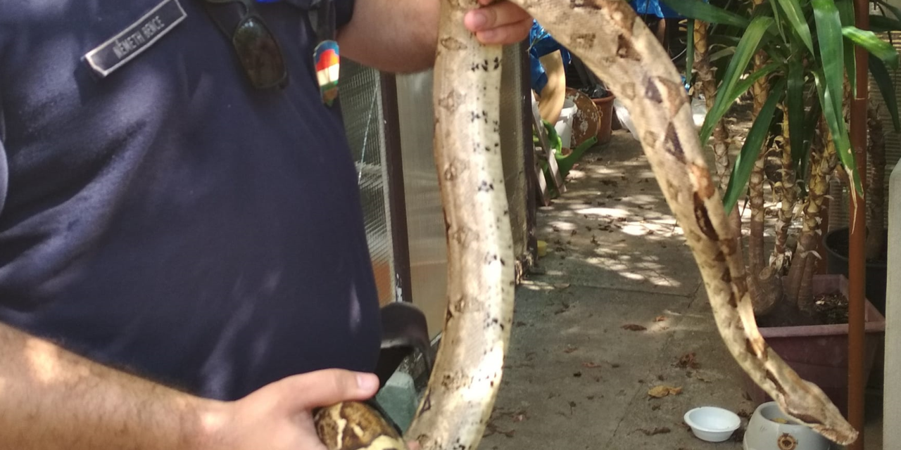 Döbbenet Zuglóban: 2 méteres óriáskígyót talált egy férfi a kerti kanapé alatt
