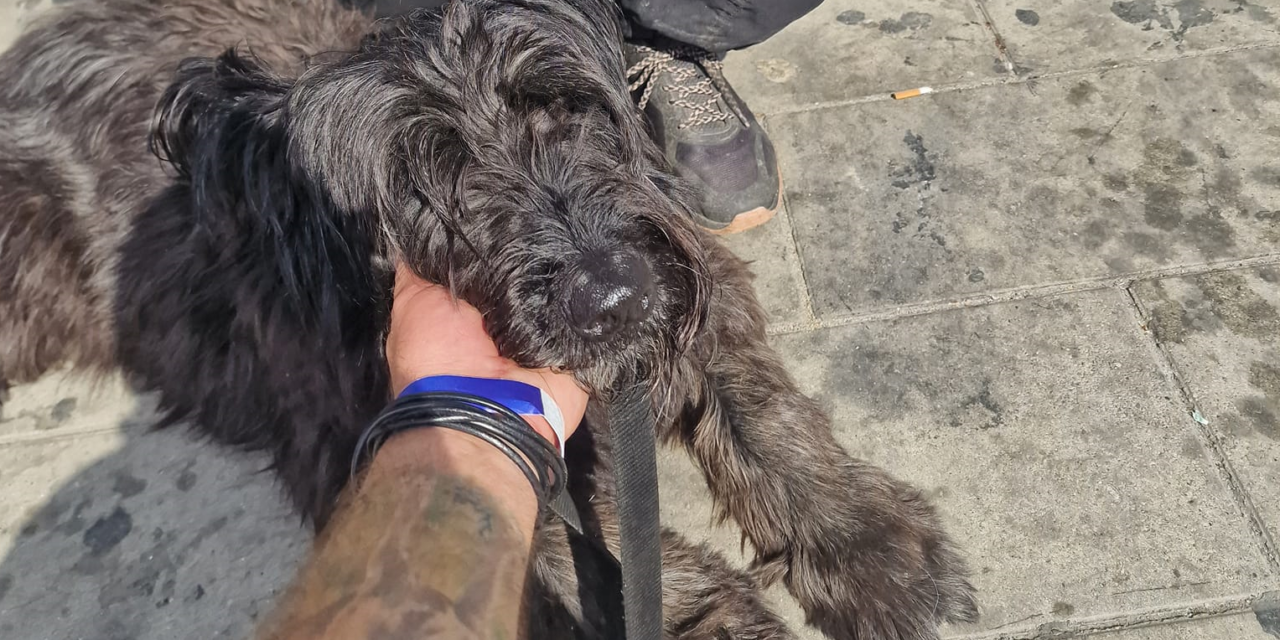 Bravúros összefogás – két órán belül elfogták az újbudai kutyatolvajt a kelenföldi pályaudvarnál  FOTÓVAL!