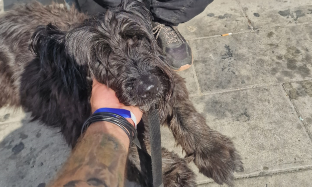 Bravúros összefogás – két órán belül elfogták az újbudai kutyatolvajt a kelenföldi pályaudvarnál  FOTÓVAL!