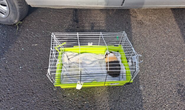 „Megúszta! Elvégre tengerimalac…” – súlyos baleset után találtak még egy utast a tűzoltók az egyik autóban