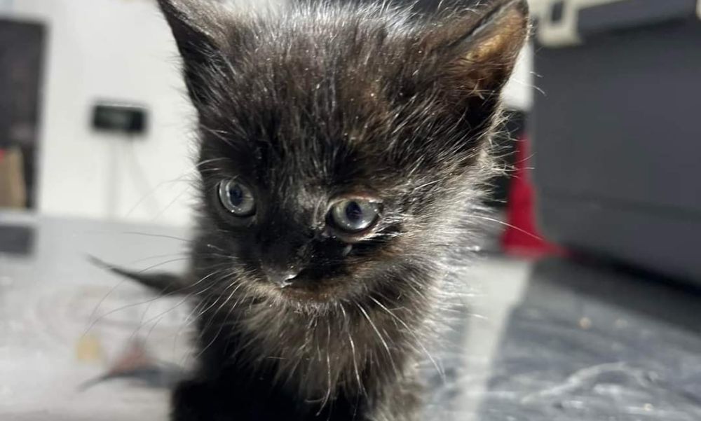 Kegyetlen állatkínzó: lehúzta a WC-n a macskáját a miskolci fiatal, amelyről egy videót is közzétett az interneten