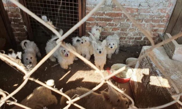 Példás büntetés: Letöltendő szabadságvesztést kapott a kegyetlen szaporító, aki kivágatta 70 kiskutya hangszálát