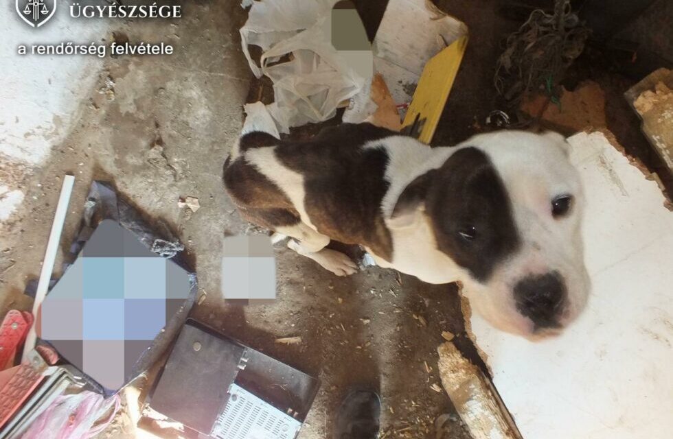 Egyik állatkínzós eset követi a másikat: Nógrádban egy kutyát hagytak magára láncra verve, egy bakonyi falu közelében macskára célzott egy férfi