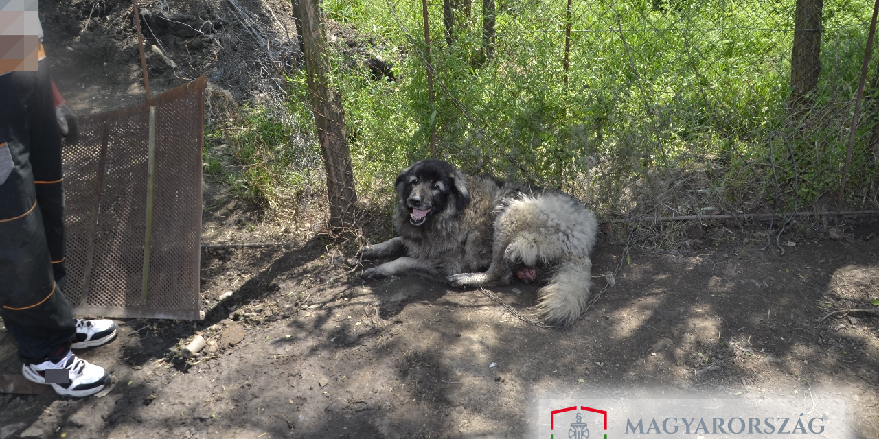 Sokkoló állatkínzás Kunhegyesen: láncra verve tartotta a kutyáját az 59 éves férfi, a szerencsétlen állatnak már a húsáig vágott a nyakörv