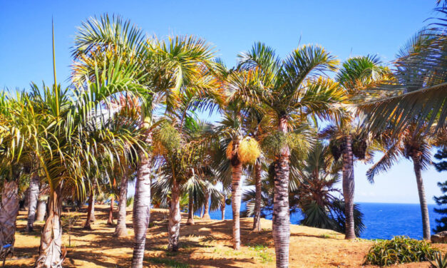 Elfogták a budapesti késelőt! A Kanári-szigetekig menekült az a férfi, aki szíven szúrta társát