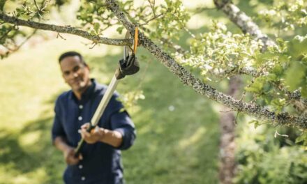 Hasznos tippek a fák tavaszi metszésével kapcsolatban