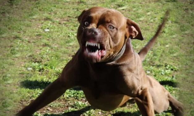 Felismerhetetlenségig szétmarcangolt öt staffordshire terrier jellegű kutya egy férfit, az állatok kiszöktek az utcára