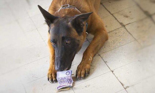 A pénznek igenis van szaga: A rendőrség egyetlen bankjegykereső kutyájának kiképzője már pontosan tudja miért ugranak a bankjegyekre a kutyák