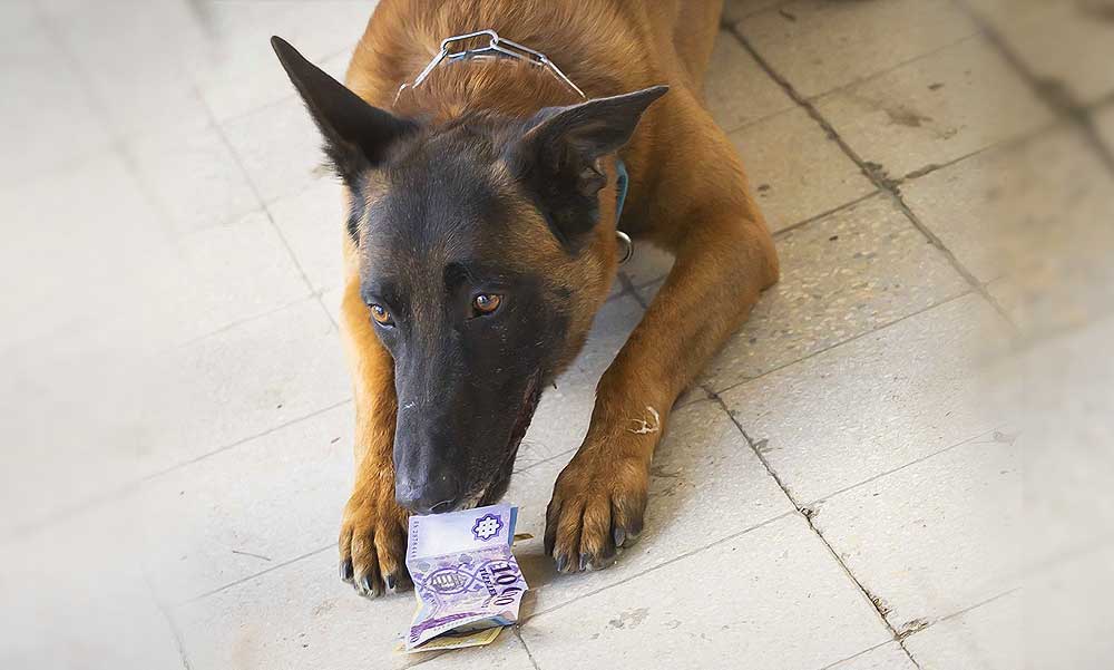 A pénznek igenis van szaga: A rendőrség egyetlen bankjegykereső kutyájának kiképzője már pontosan tudja miért ugranak a bankjegyekre a kutyák