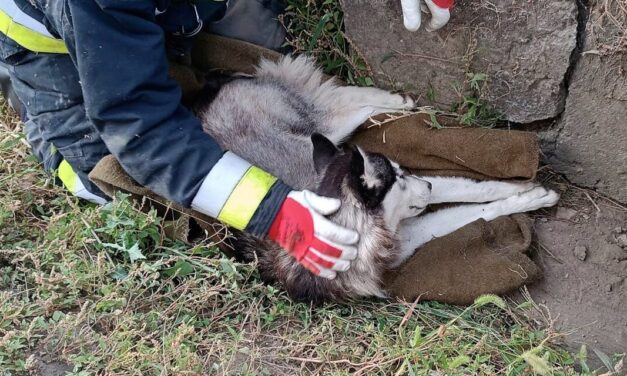 Állatkínzás Vecsésen: az erdőbe dobta ki haldokló kutyáját a szívtelen gazda, hiába találtak rá, az állatok már nem tudták megmenteni az életét