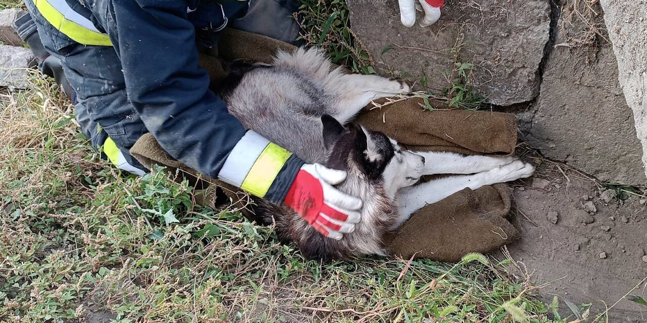 Állatkínzás Vecsésen: az erdőbe dobta ki haldokló kutyáját a szívtelen gazda, hiába találtak rá, az állatok már nem tudták megmenteni az életét