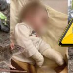 Ócsai patkánytámadás: seprűvel zavarták el a rágcsálót a szülők a csecsemő ágyából, a nehéz körülmények közt élő kisbaba újra visszakerült a kórházba