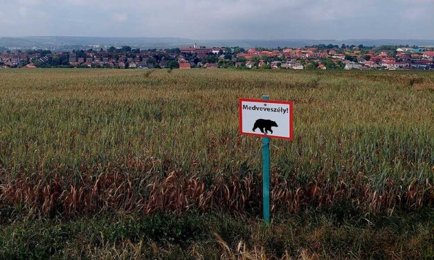 Medveveszély Pest megyében: lefotózták a vadállatot, táblákkal figyelmeztetik a helyieket az óvatosságra