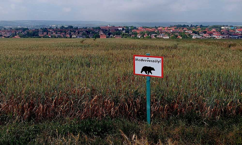 Medveveszély Pest megyében: lefotózták a vadállatot, táblákkal figyelmeztetik a helyieket az óvatosságra