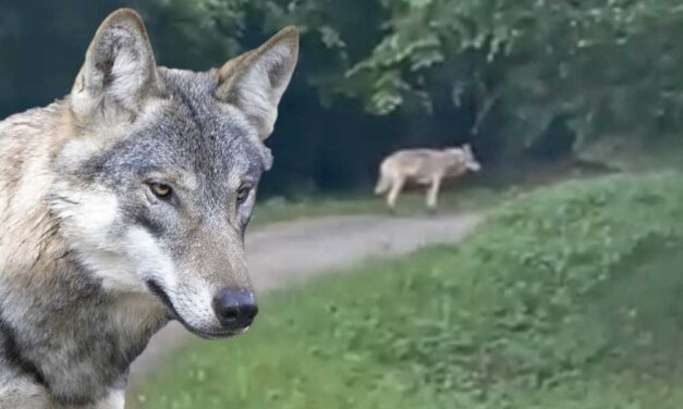 Farkast láttak Budapesttől alig 60 km-re az erdőben, videó is készült róla, a polgármester figyelmeztetést adott ki