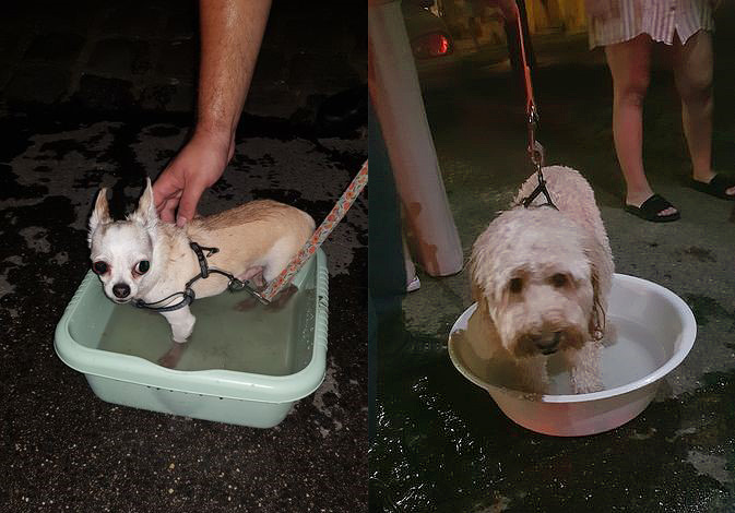 Két kiskutyát hagyott a felmelegedett autóban egy felelőtleg gazdi, a rendőrök az utolsó pillanatban mentették meg az állatok életét
