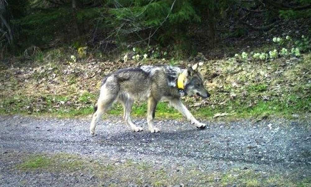 Vádat emelhetnek a jeladós svájci farkasok kilövéséért felelős vadászok ellen, egyikük 9 éves kisfia lőtte le az állatot