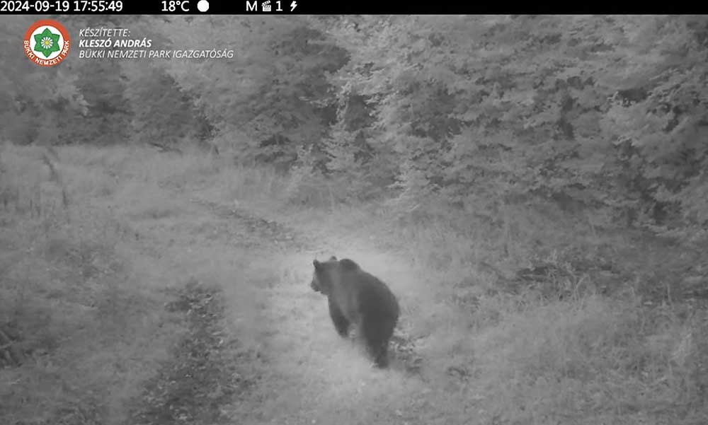 Rendkívüli tájékoztatást adott ki a nemzeti park: biztos, hogy veszélyes medvék és farkasok élnek a magyar erdőkben – VIDEÓ