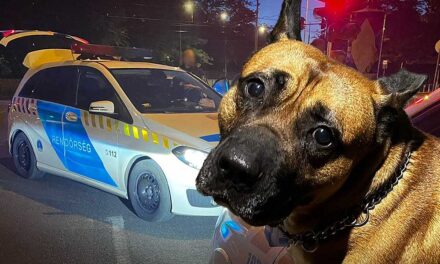 Elképesztő: Kutyájával fajtalankodott egy férfi Józsefvárosban, a cselekmény közben ököllel verte az állatot
