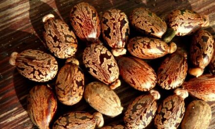 Ricinus magvakkal akarta megmérgezni az anyós és a feleség a férfit
