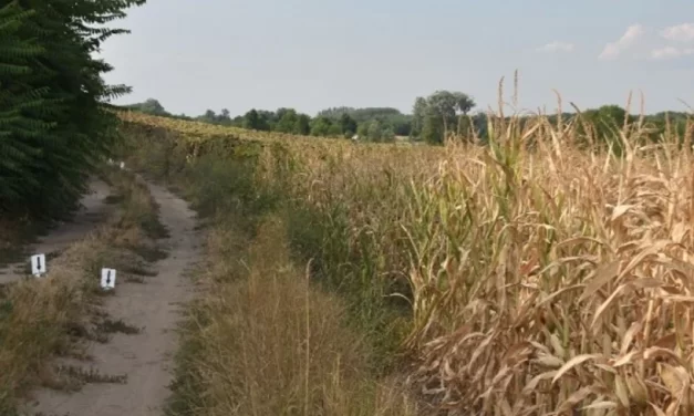 Holtan találták meg az eltűnt kéthetes csecsemőt, az anya egy zavaros történettel állt elő