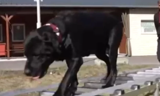 Kolbászba rejtett patkányméreggel akarták elpusztítani a híres mentőkutyát, Black a törökországi földrengés után is több túlélőt talált