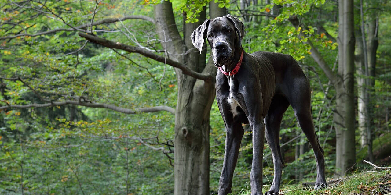 Kutyatámadás Budakeszin: egy póráz nélkül sétáltatott dog rontott rá a labradorra, a megtámadott kutya pár nap múlva elpusztult