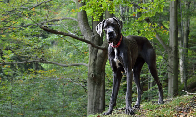 Kutyatámadás Budakeszin: egy póráz nélkül sétáltatott dog rontott rá a labradorra, a megtámadott kutya pár nap múlva elpusztult