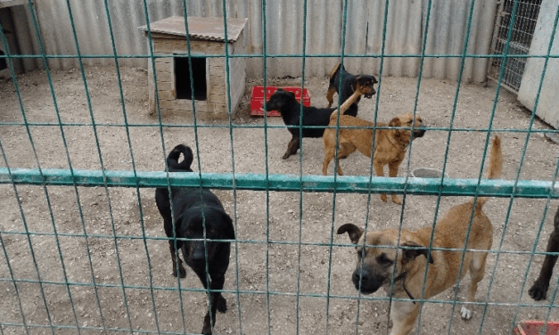 Kutyatámadás Zsámbékon: egy 13 éves kislányt marcangoltak a kutyák, a gyermeket az apa mentette meg