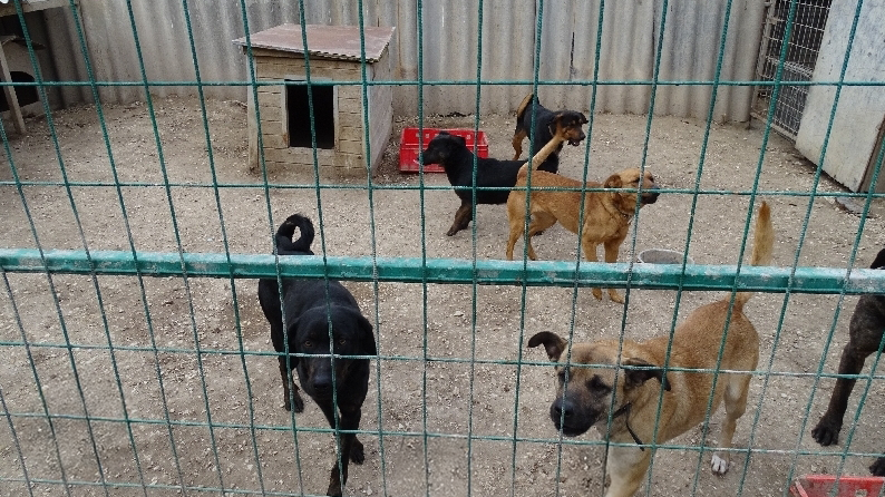 Kutyatámadás Zsámbékon: egy 13 éves kislányt marcangoltak a kutyák, a gyermeket az apa mentette meg