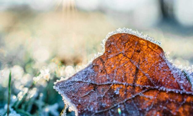 Robotfűnyíró téli pihenőn – így védje meg gépét a fagyok káros hatásaitól 