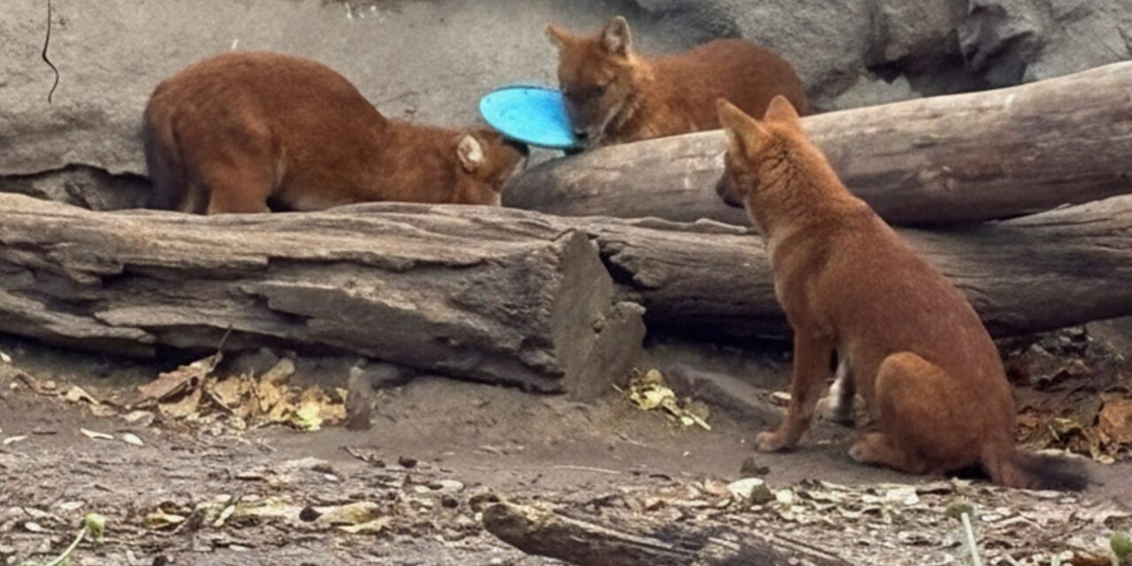 Frizbit dobott a vadkutyák ketrecébe egy látogató a budapesti állatkertben, a műanyag halálos is lehet számukra