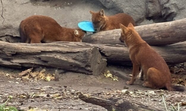Frizbit dobott a vadkutyák ketrecébe egy látogató a budapesti állatkertben, a műanyag halálos is lehet számukra