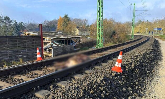 MÁV: elütött egy embert a vonat Isaszegnél, Piliscsabán elgázolt egy szarvast egy szerelvény